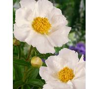 Hayloft Peony Lactiflora Krinkled White - Classic White Peony Bare Root With 3-5 Eyes