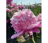 Hayloft Peony Lactiflora Lady Anna - Pure Luxury Bare Root With 3-5 Eyes