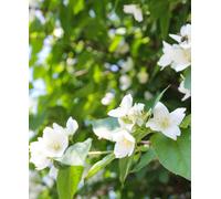 Hayloft Philadelphus Coronarius Mirador - A Favourite With Bees And Florists 1 X 9Cm Pot