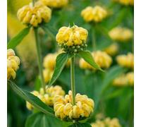 Hayloft Phlomis Russeliana - Turkish Sage 1 X 9Cm Pots