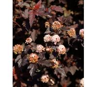 Hayloft Physocarpus Opulifolius Lady In Red - Outstanding Foliage, Great Autumn Colour - Supplied In A 9Cm Pot