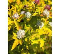 Hayloft Physocarpus Opulifolius Raspberry Lemonade - All Year Interest And Great Autumn Colour - Supplied In A 9Cm Pot