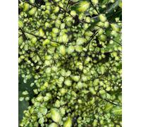 Hayloft Pittosporum Donavan Gold - 1 X 9Cm Pot