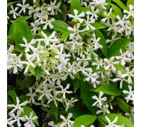 Hayloft Plants 2x 3ft Trachelospermum Jasminoides 2 Litre on Cane