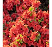 Hayloft Plants Azalea Geisha Collection 3x 9.5cm