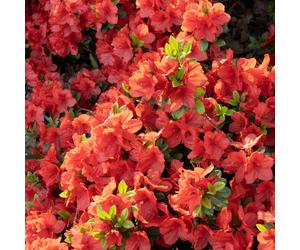Hayloft Plants Azalea Geisha Collection 3x 9.5cm