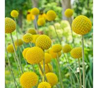 Hayloft Plants Craspedia Golf Beauty Five Plants