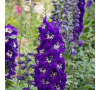 Hayloft Plants Delphinium Magic Fountains Five Plants