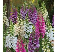 Hayloft Plants Digitalis Dalmatian Five Plants