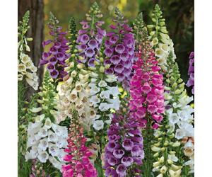 Hayloft Plants Digitalis Dalmatian Five Plants