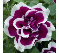 Hayloft Plants Double Flowering Petunia Tumbelina 15x3cm Young Plants