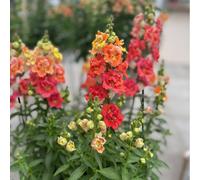 Hayloft Plants Double Shot Antirrhinum Nine Plants