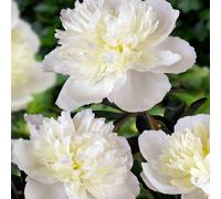 Hayloft Plants First for Fragrance Double Peony x 3 Bare Roots