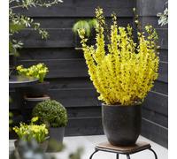 Hayloft Plants Forsythia Mini Gold 3x 9cm Pots