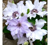 Hayloft Plants Guernsey Clematis Collection 3 x 7cm