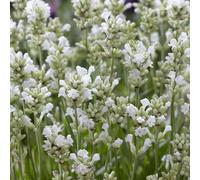 Hayloft Plants Lavender Arctic Snow 5x 9cm