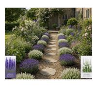 Hayloft Plants Lavender Blue & White Collection 6x Plants