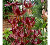 Hayloft Plants Lilium Claude Shride x3 24+ Bulbs