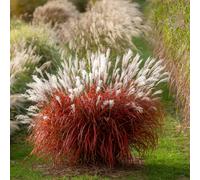 Hayloft Plants Miscanthus sinensis Lady in Red