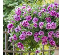 Hayloft Plants Petunia Tumbelina 18 x 3cm Young Plants