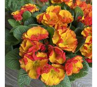 Hayloft Plants Primrose Chinese New Year x5