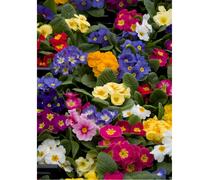 Hayloft Plants Primula Husky Mixed 5x 1 Litre