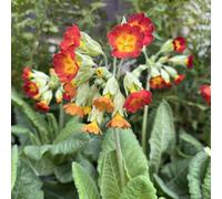 Hayloft Plants Primula Veris Red Shades x5