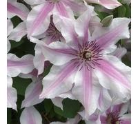 Hayloft Plants Raymond Evison Clematis Ithemba 3 x 7cm