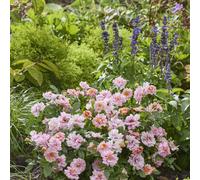 Hayloft Plants Rosa Amirose x 2