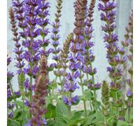 Hayloft Plants Salvia East Friesland 5 x 9cm pots