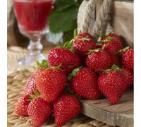 Hayloft Plants Strawberry Everlasting 6 x Young Plants & 2 x Cone B...