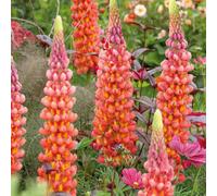 Hayloft Plants West Country Lupins 3x 9cm