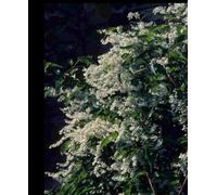 Hayloft Polygonum Aubertii - Silver Lace Vine 1 X 9Cm Pot