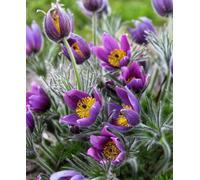 Hayloft Pulsatilla Vulgaris Purple - Pasque Flower - Set Of 3 Supplied In 9Cm Pot