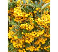 Hayloft Pyracantha Sunny Star - A Delightful Treat For Wildlife, Bountiful Berries Over Evergreen Foliage 1 X 9Cm Pot