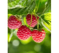 Hayloft Raspberry Sweet Sunshine - 1X 9Cm Pot