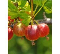 Hayloft Red Gooseberry - Ribes Uva-Crispa Hinnonmaki Red 3 X 9Cm Pots