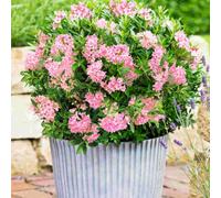 Hayloft Rhododendron Bloombux Magenta - A Flowering Alternative To Common Box, 1 X 10.5Cm Pot