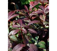 Hayloft Rodgersia Bronze Peacock - 1 X 9Cm Pot