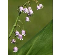 Hayloft Rose Lily Of The Valley, Convallaria Majalis Rosea - 1 X 9Cm Pot