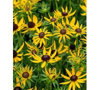 Hayloft Rudbeckia Little Suzy - 3 X 9Cm Pots