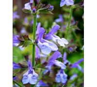 Hayloft Salvia African Sky - 1 X 9Cm Pot