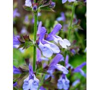 Hayloft Salvia African Sky - Sky Blue Flowers - 3 X 9Cm Pots