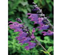 Hayloft Salvia 'amigo' - 1 X 9Cm Potted Plant