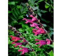 Hayloft Salvia Guaranitica Amante 1 X 9Cm Pot