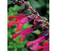 Hayloft Salvia Trio - Amigo, Amante & Animo - Pollinator Magnets - 3 X 9Cm Pots