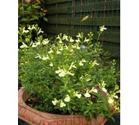 Hayloft Salvia X Jamensis 'lemon Light' 1 X 9Cm Pot