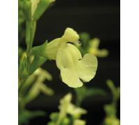 Hayloft Salvia X Jamensis Lemon Light 3 X 9Cm Pots