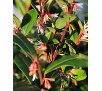 Hayloft Sarcococca Hookeriana Winter Gem - Christmas Box In A 9Cm Pot