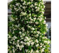 Hayloft Star Jasmine - Trachelospermum Jasminoides In A 2L Pot And A Cane